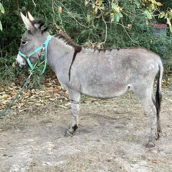 breeding-companion-donkey