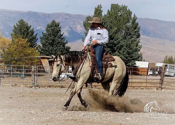 flashy-quarter-horse