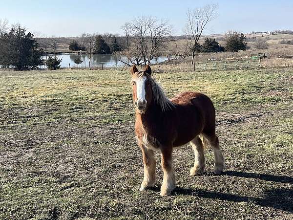 flaxen-with-blaze-3-socks-horse