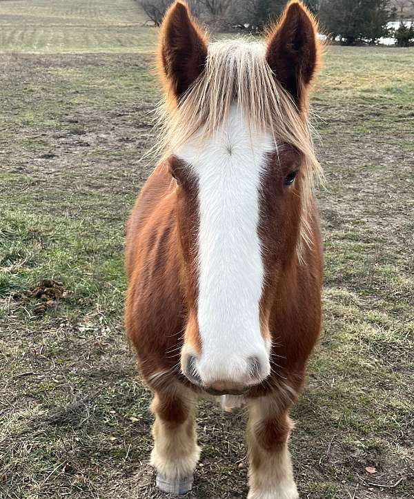 chestnut-flaxen-with-blaze-3-socks-horse