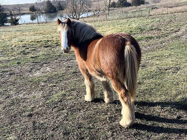 gypsy-cob-colt