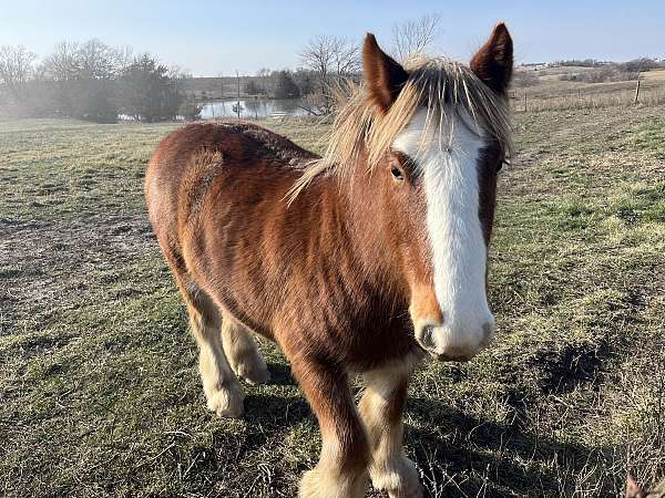 gypsy-vanner-horse