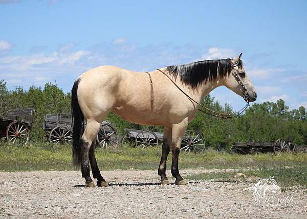 all-around-quarter-horse