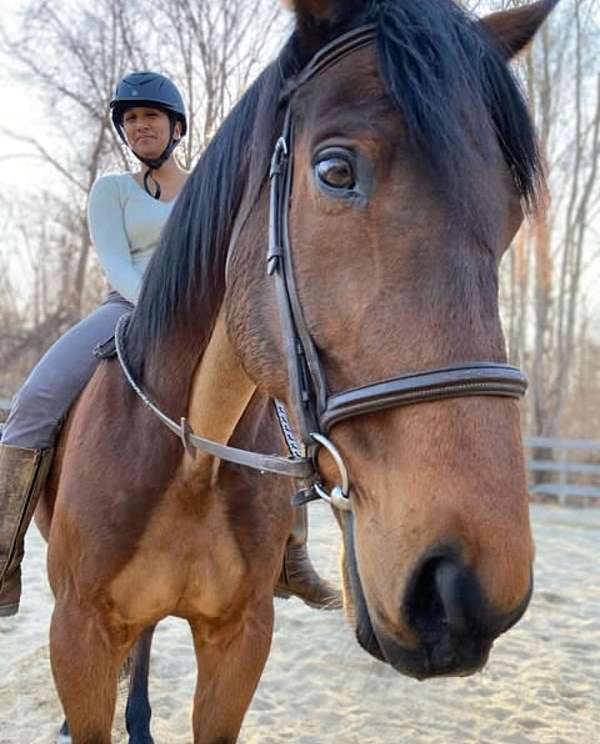 dressage-thoroughbred-horse