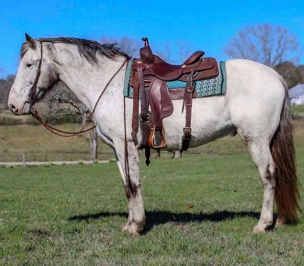 companion-appaloosa-horse