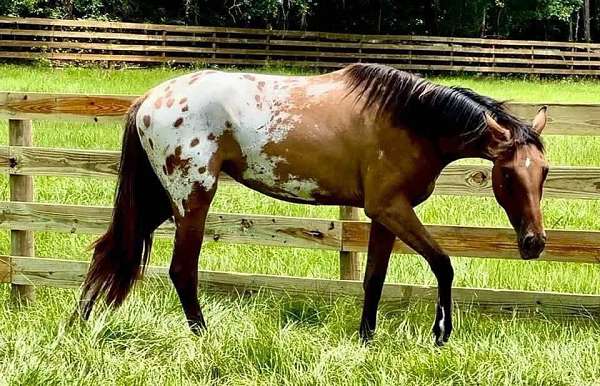 buckskin-appaloosa-mare