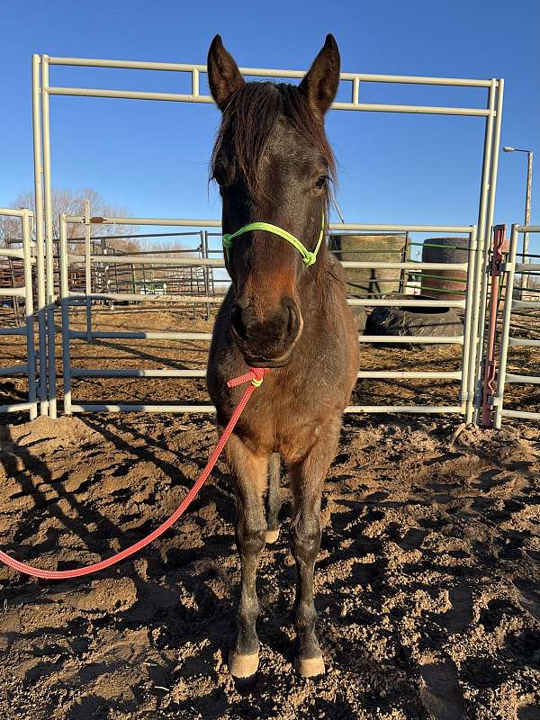 2023-bay-roan-gelding-quarter-horse