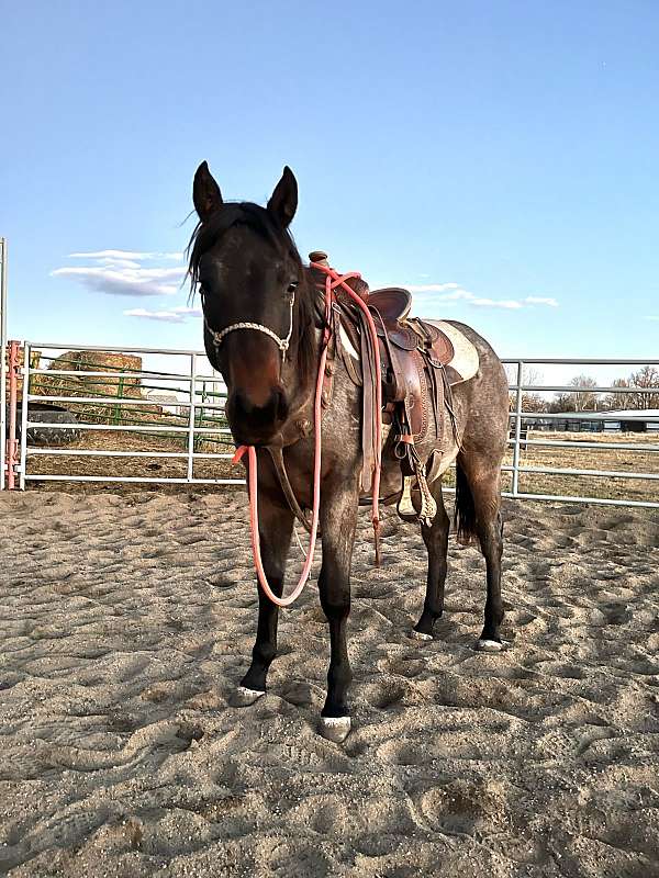 aqha-blue-chip-045-quarter-horse