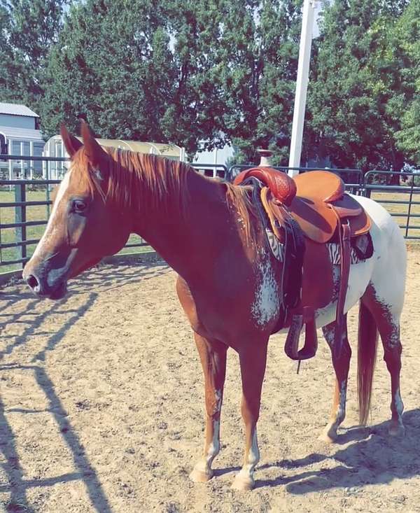 all-around-appaloosa-horse