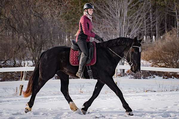 all-around-friesian-horse