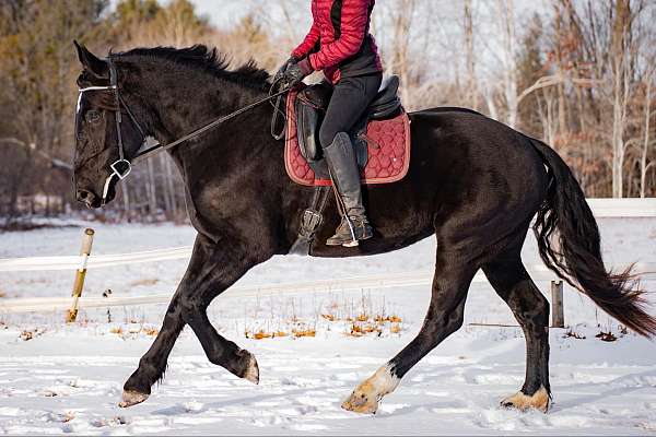 animated-friesian-horse