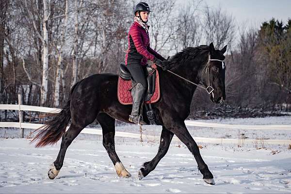 draft-x-friesian-horse