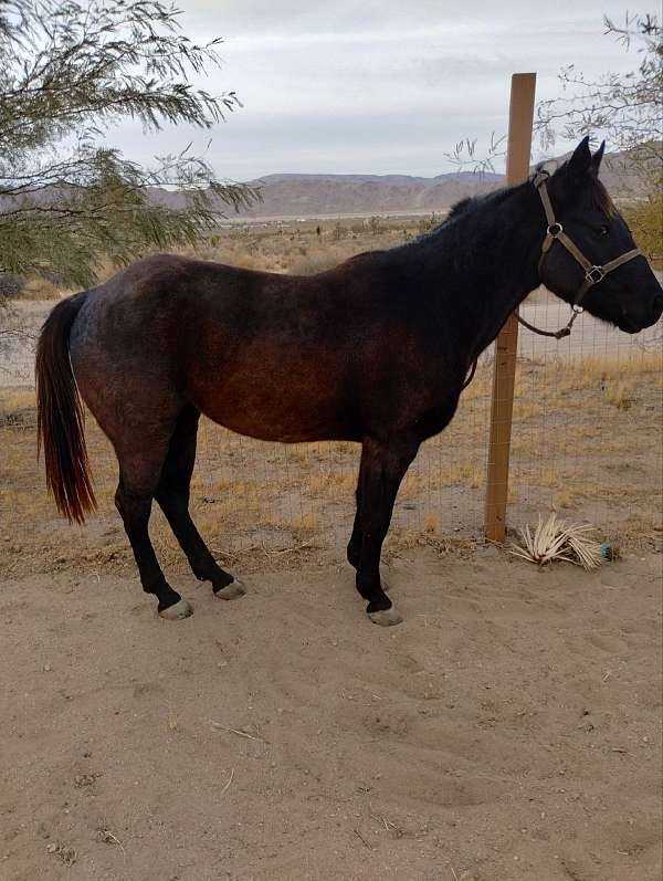 blue-roan-trail-horse-mare