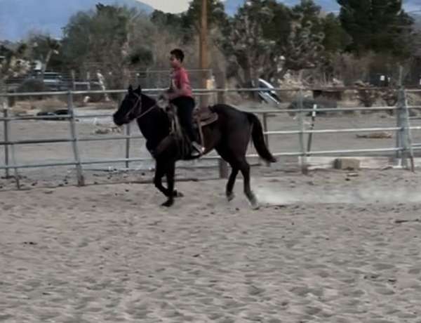 blue-roan-trail-horse-mare