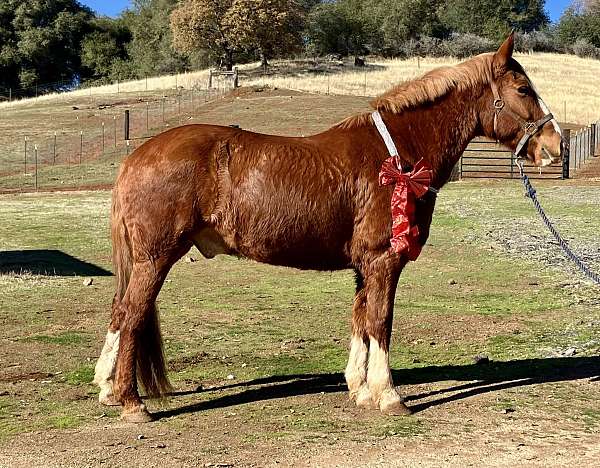 chromed-out-horse