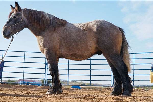 blue-oran-draft-horse