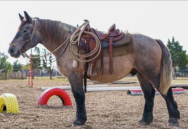 blue-oran-horse