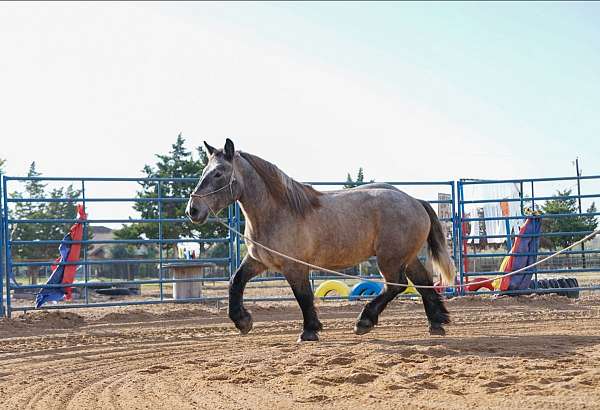 blue-oran-gelding