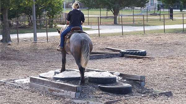 draft-horse