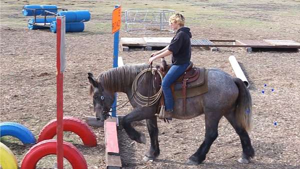 pleasure-draft-horse