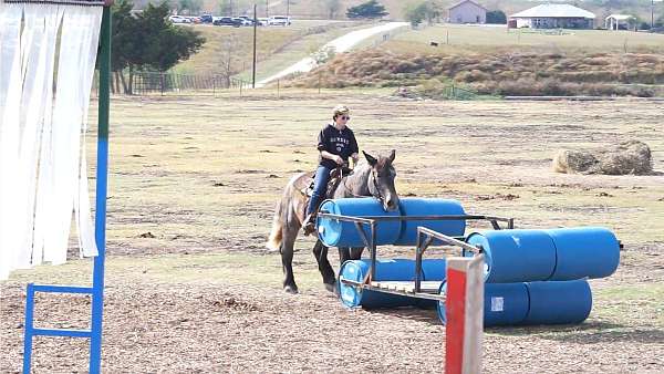 cross-draft-horse