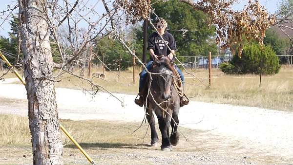 athletic-draft-horse