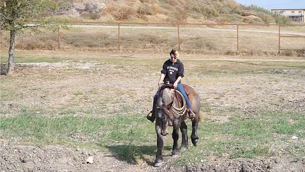 beginner-draft-horse