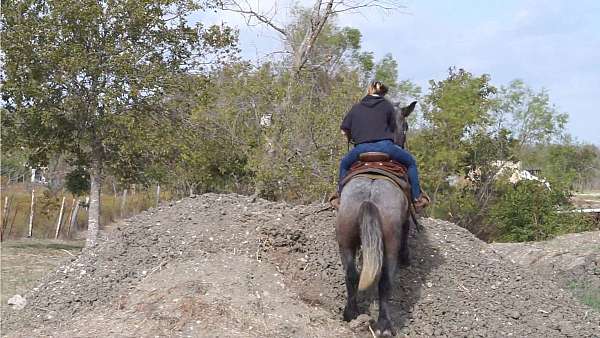 calf-roping-draft-horse