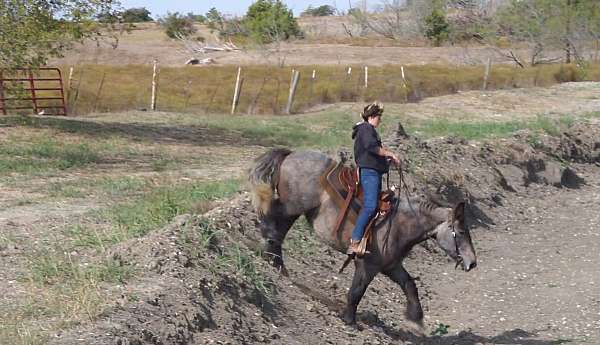 equitation-draft-horse