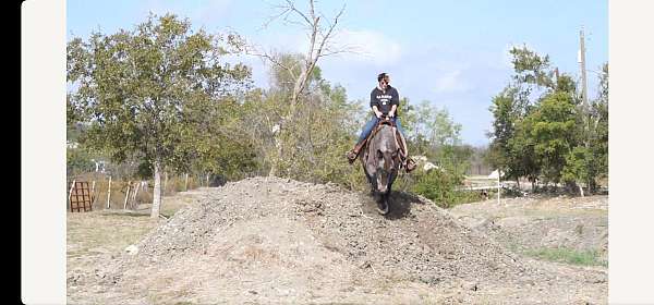 harness-draft-horse