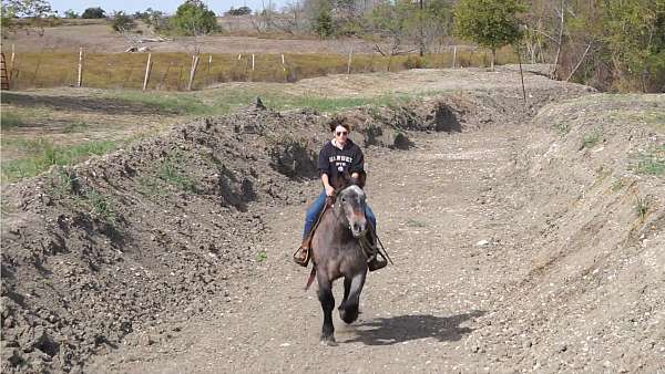 parade-draft-horse