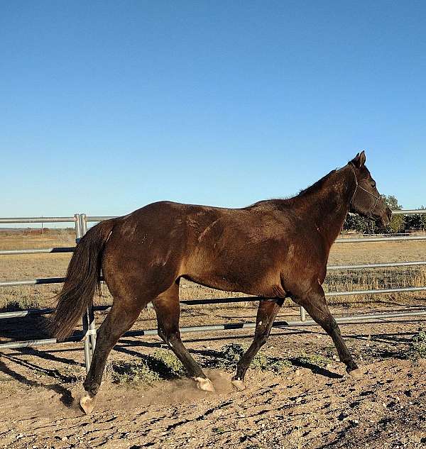 black-starsnip-2-back-socks-horse