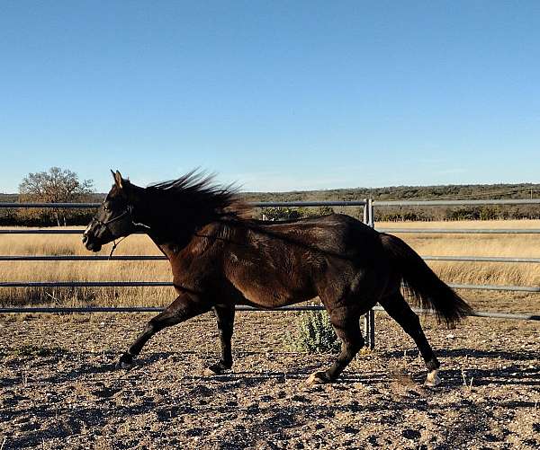 sweet-riding-quarter-horse