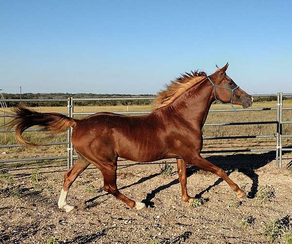 chestnut-starsnip-2-back-socks-horse