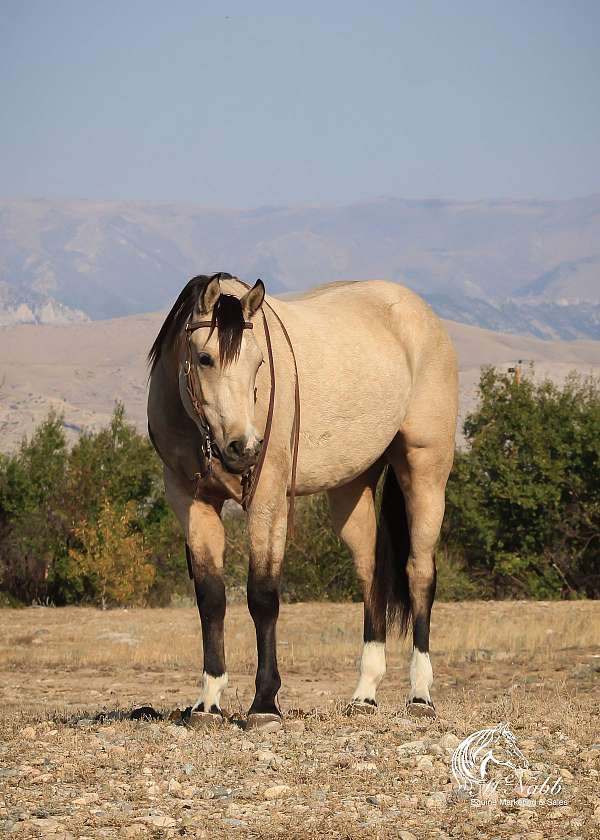 ranch-quarter-horse