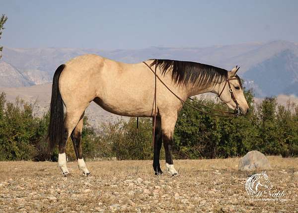 flashy-quarter-horse