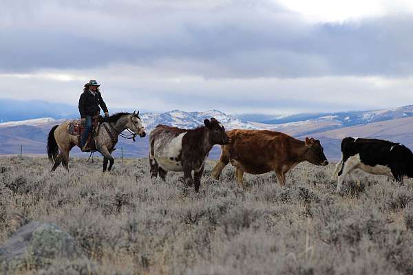 reined-cow-quarter-horse