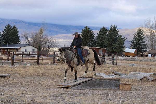 trail-quarter-horse