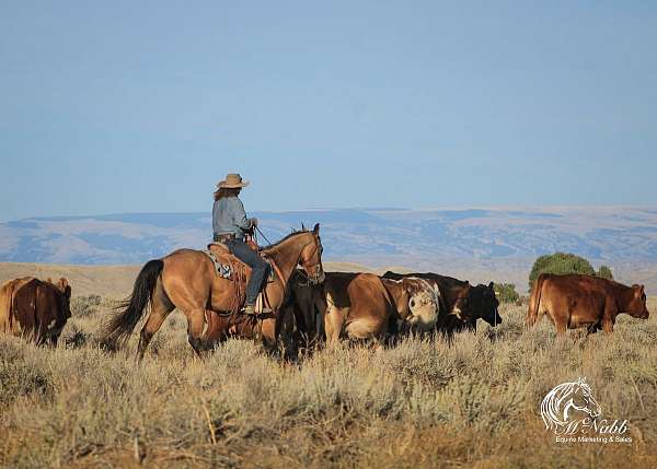 trail-riding-quarter-horse