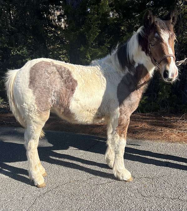 bay-roan-gypsy-vanner