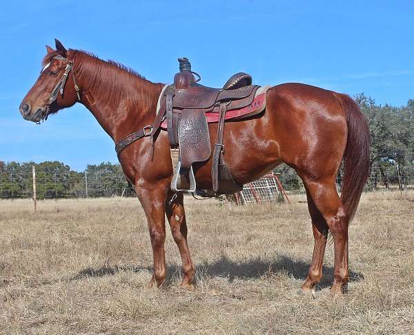 beginner-quarter-horse