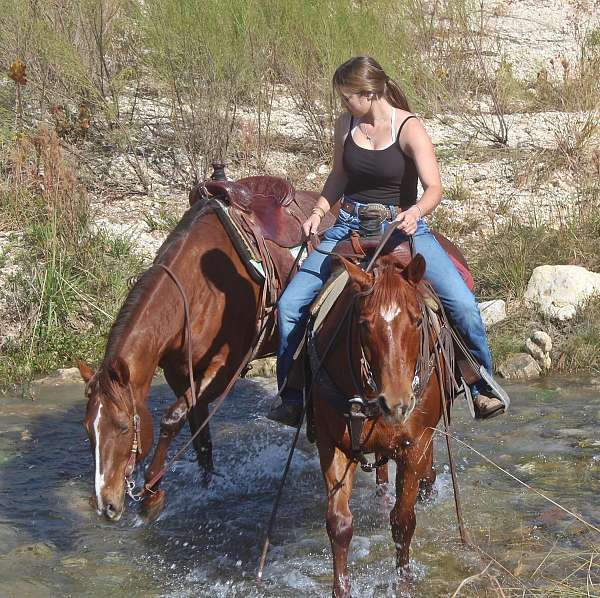 husband-safe-quarter-horse