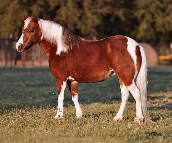 beginner-welsh-pony