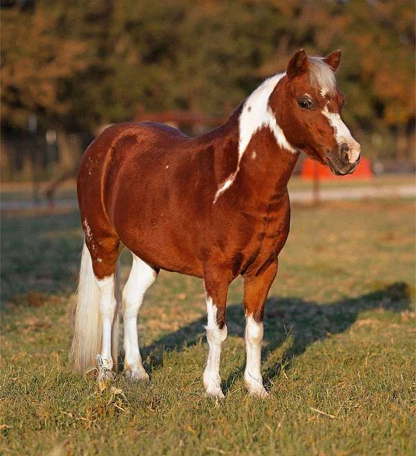 athletic-welsh-pony