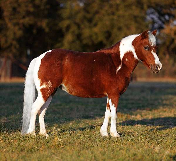 companion-welsh-pony