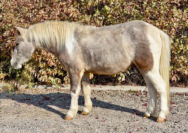 driving-pony