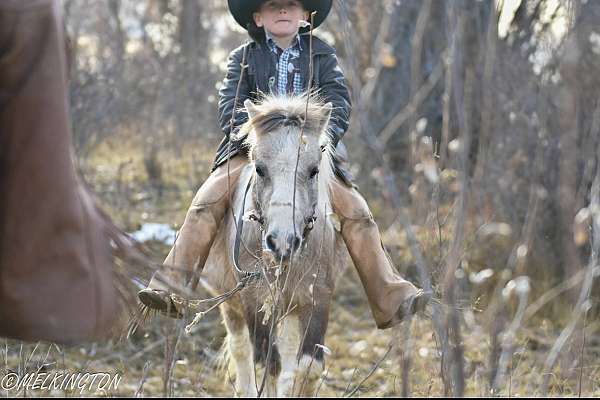 trail-riding-pony