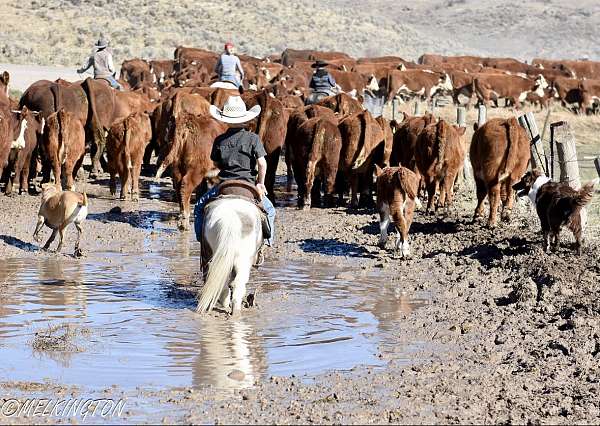 buckskin-all-around-pony