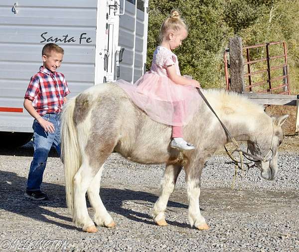 buckskin-pony-gelding