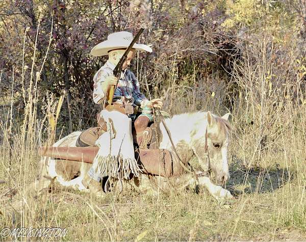 buckskin-beginner-pony